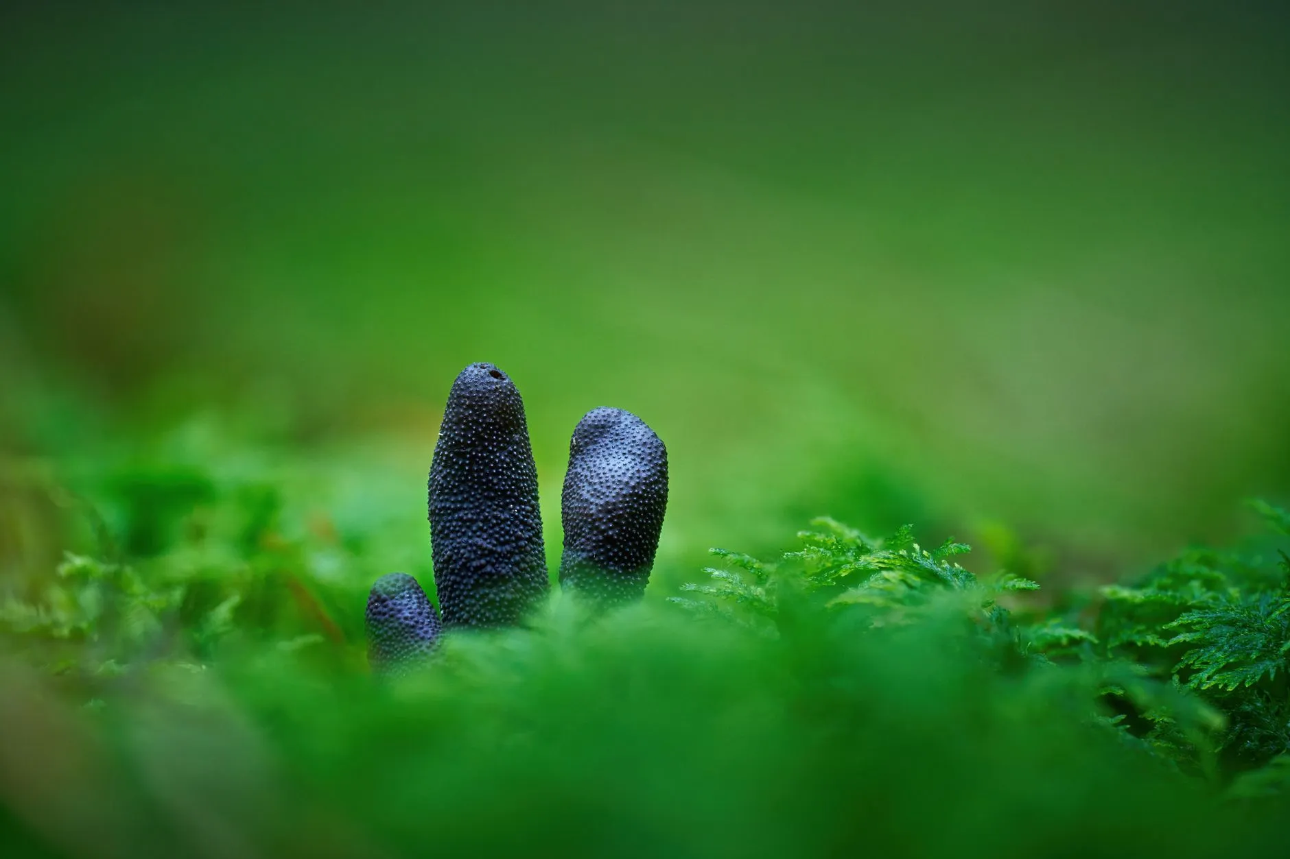 润迅云呼预测拨号器在电销外呼场景中的技术配置方案